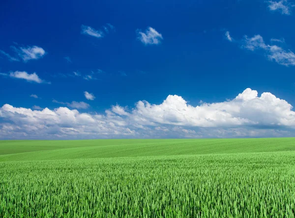 Champ Herbe Ciel Parfait Paysage Prairie — Photo