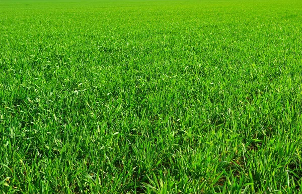 Groene Gras Textuur Van Een Veld — Stockfoto