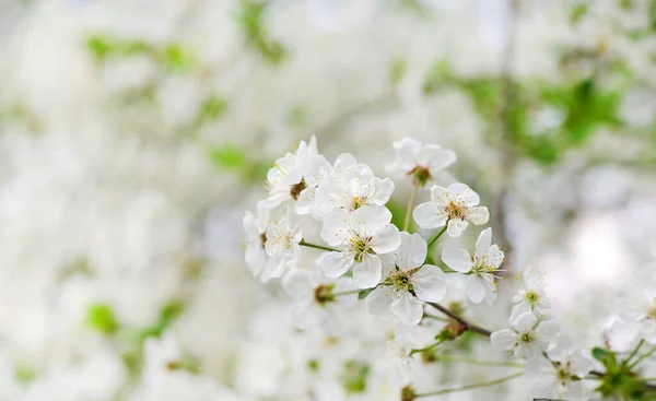 春には桜の花のクローズ アップ — ストック写真