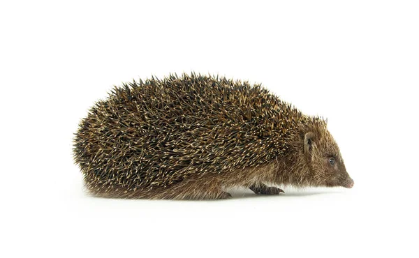 Hedgehog Isolated White Background — Stock Photo, Image