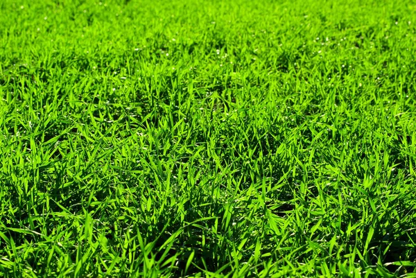 Зеленая Текстура Травы Поля — стоковое фото