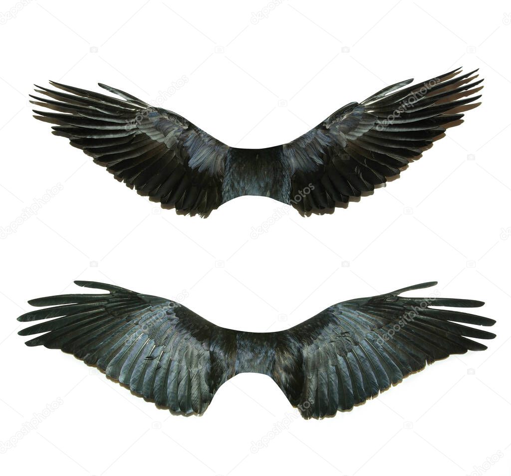 Pair of wings isolated on white