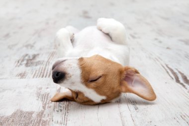 Yavru köpek yerde oturuyor. Jack Russell Terrier. Komik kürk lekeleri olan küçük sevimli köpek..