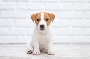 Yavru Jack Russell Terrier. Komik kürk lekeleri olan küçük sevimli köpek..
