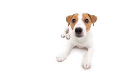 Jack Russell Terrier köpeği beyaz arka planda izole edilmiş.