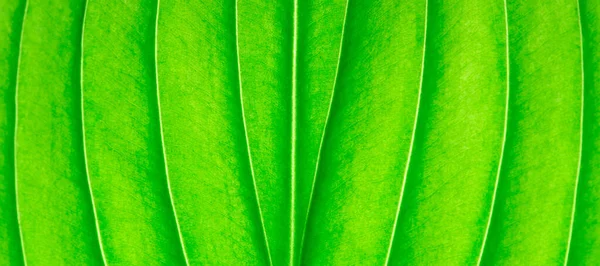 Arka Plan Olarak Yeşil Bir Yaprağın Dokusu Yaprak Doku — Stok fotoğraf