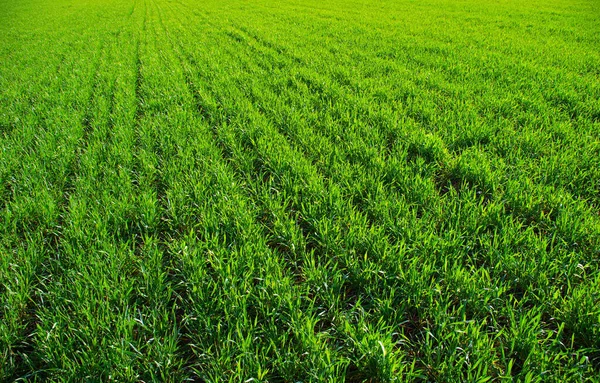 Groene Gras Textuur Van Een Veld — Stockfoto