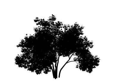 Kontur ağaç leylak