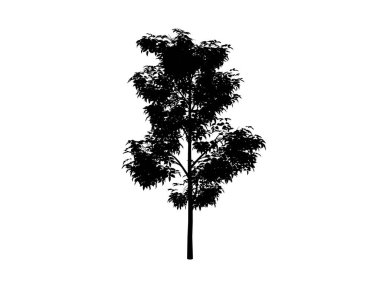 Kontur ağacın akçaağaç