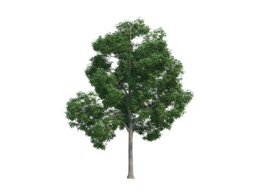 Güzel ağaç akçaağaç