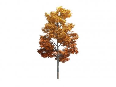 Güzel ağaç akçaağaç