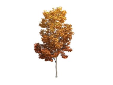 Güzel ağaç akçaağaç