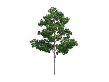 Güzel ağaç akçaağaç