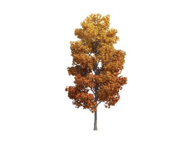 Güzel ağaç akçaağaç