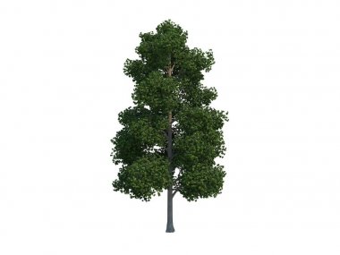 Güzel ağaç akçaağaç