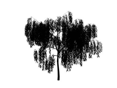 Kontur ağaç söğüt