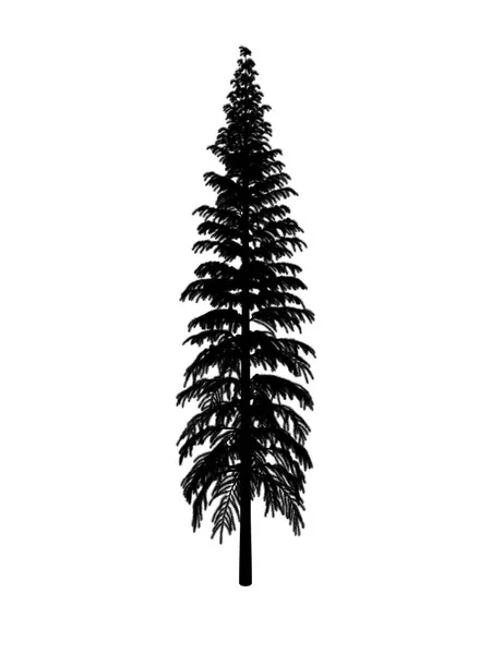 검은 윤곽선 전나무 — 스톡 사진