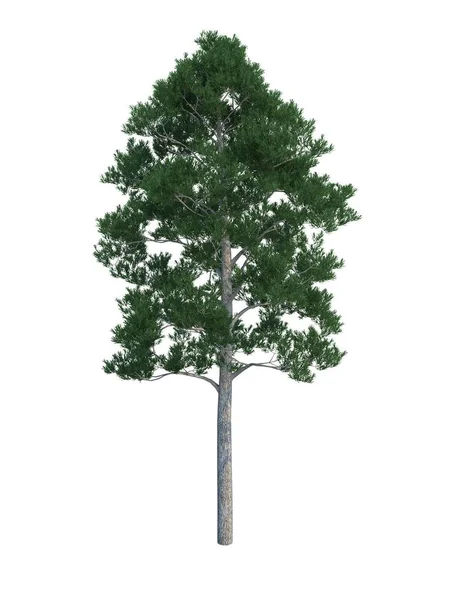 Drzewo jodły — Zdjęcie stockowe