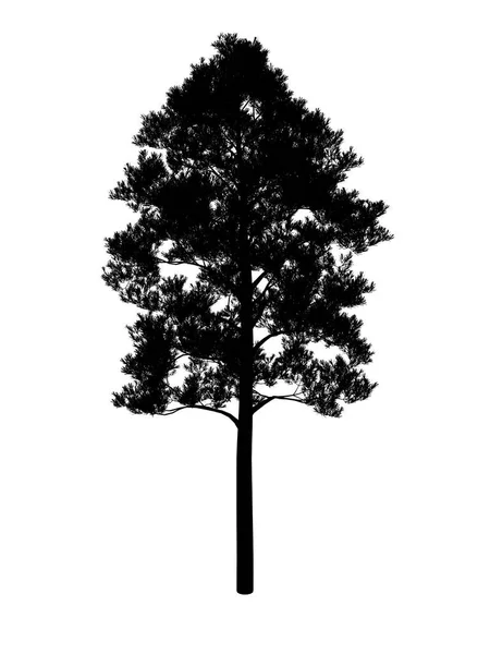 검은 윤곽선 전나무 — 스톡 사진
