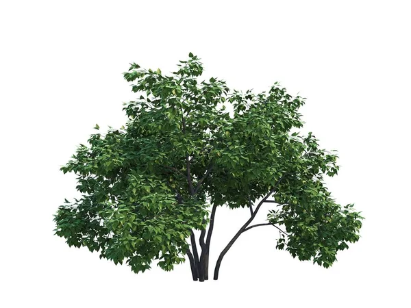 Бузок дерево — стокове фото