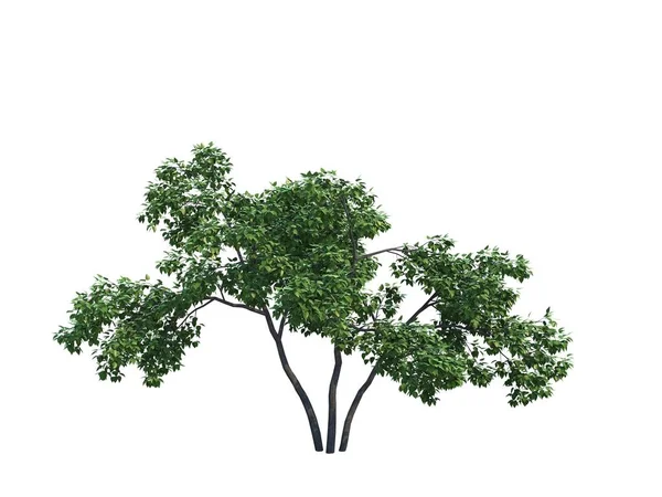 나무 라일락 — 스톡 사진