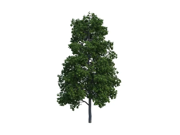 Tree common — Stock Photo, Image