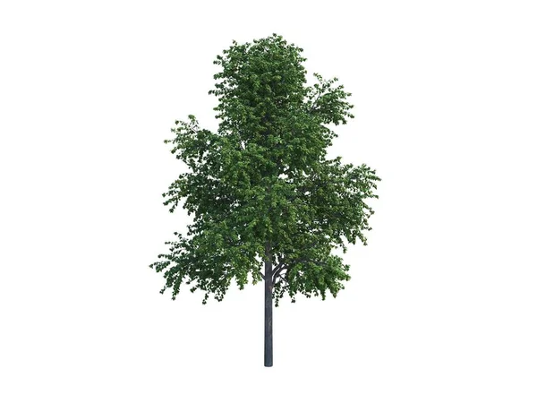 Albero comune — Foto Stock