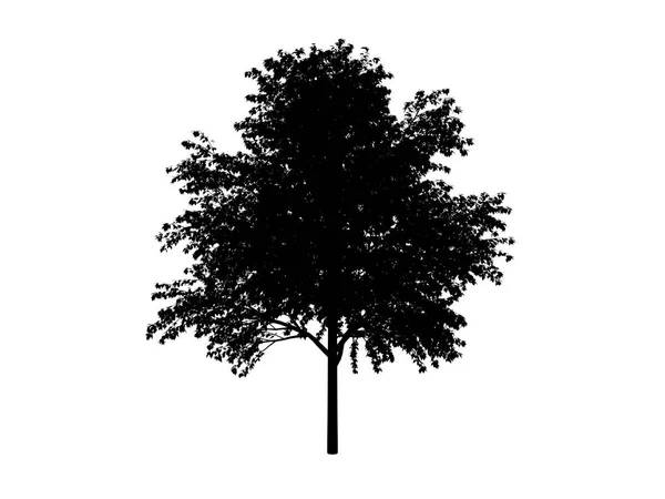 Árvore de contorno comum — Fotografia de Stock