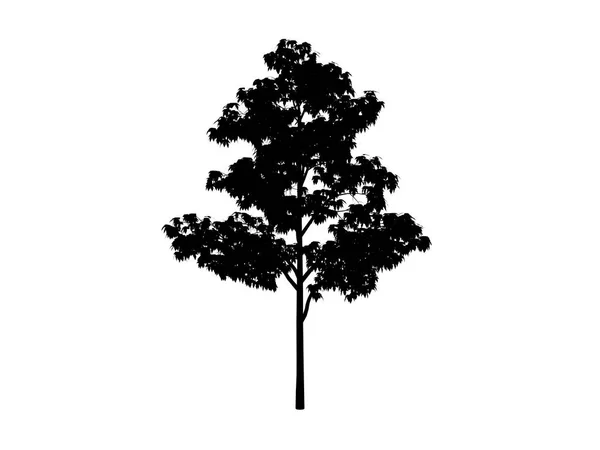 컨투어 나무 단풍나무 — 스톡 사진