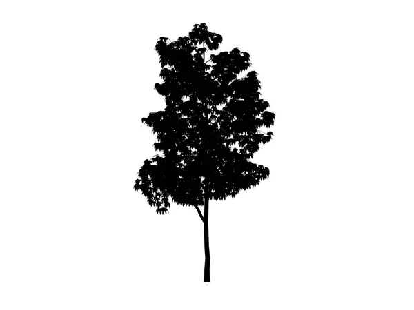 Kontur maple pohon — Stok Foto