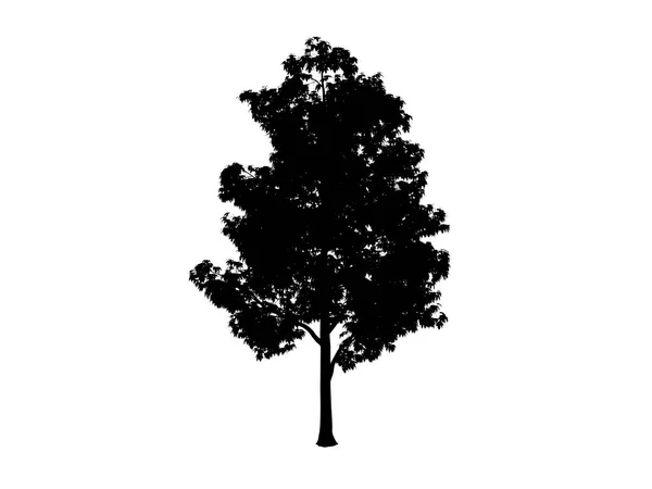 Περίγραμμα δέντρων σφενδάμνου — Φωτογραφία Αρχείου