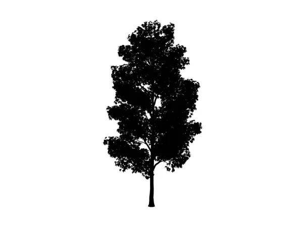 Περίγραμμα δέντρων σφενδάμνου — Φωτογραφία Αρχείου