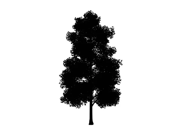 Contour tree maple — Stock Photo, Image
