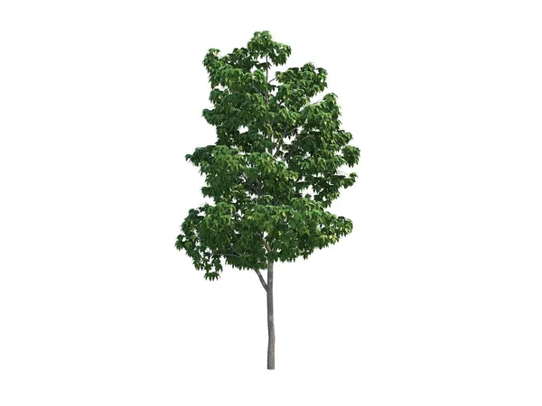 Nice tree maple — Stock Photo, Image
