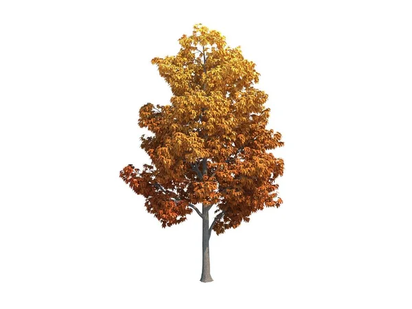 Nice tree maple — Stock Photo, Image