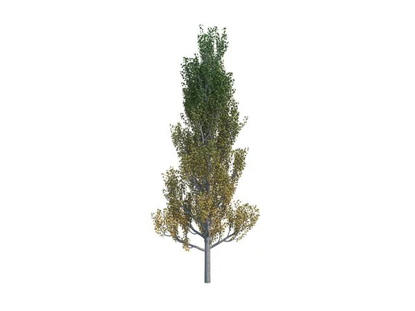 Nice tree poplar — Stock Photo, Image