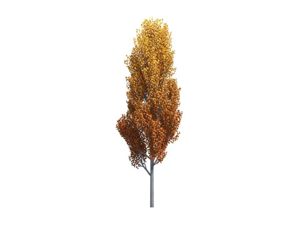 Nice tree poplar — Stock Photo, Image