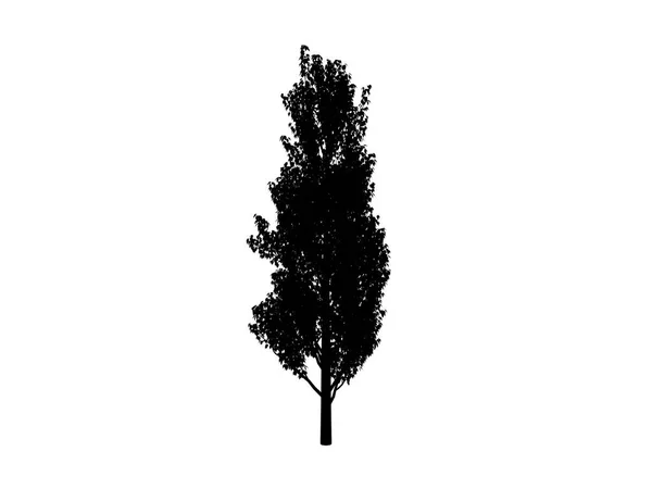 Kontur drzewa Topola — Zdjęcie stockowe