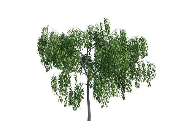 Tree willow — Stock Photo, Image