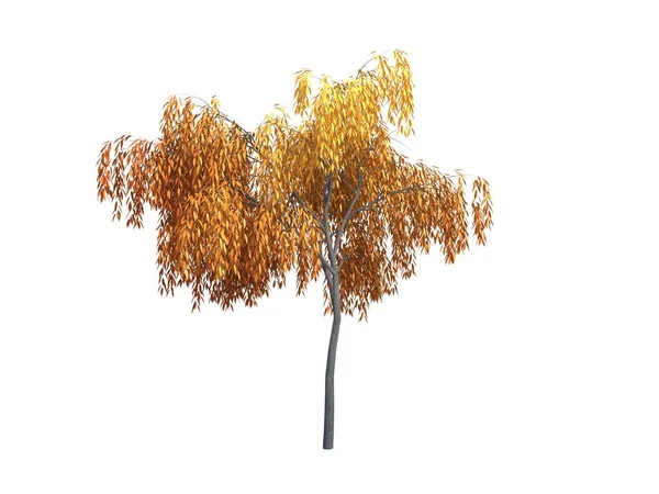 Tree willow — Stock Photo, Image