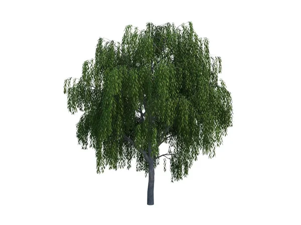 Tree willow — Stock Photo, Image