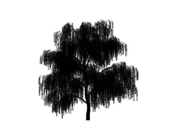 Контурна дерево верби — стокове фото