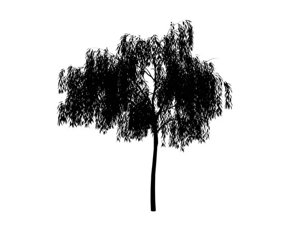 Salice dell'albero del contorno — Foto Stock