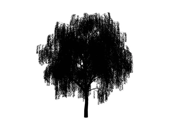 Salice dell'albero del contorno — Foto Stock