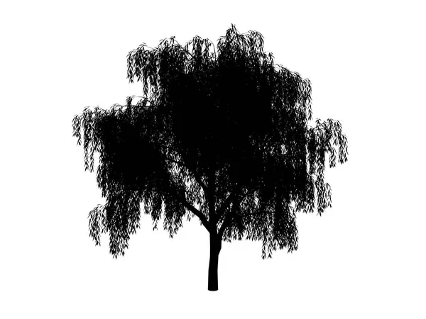 Salgueiro de árvore de contorno — Fotografia de Stock