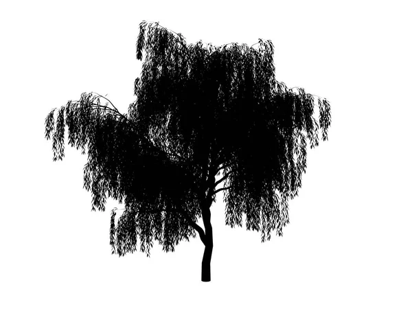 컨투어 나무 버드 나무 — 스톡 사진
