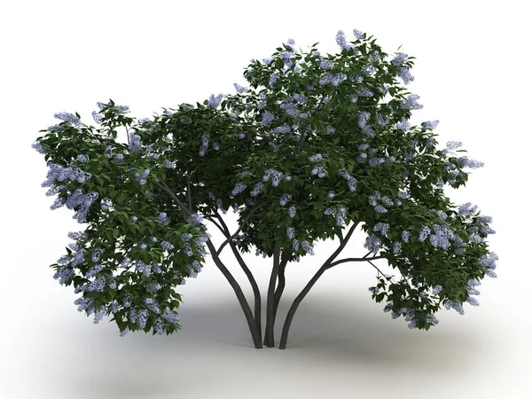 Tree lilac — Stock Photo, Image
