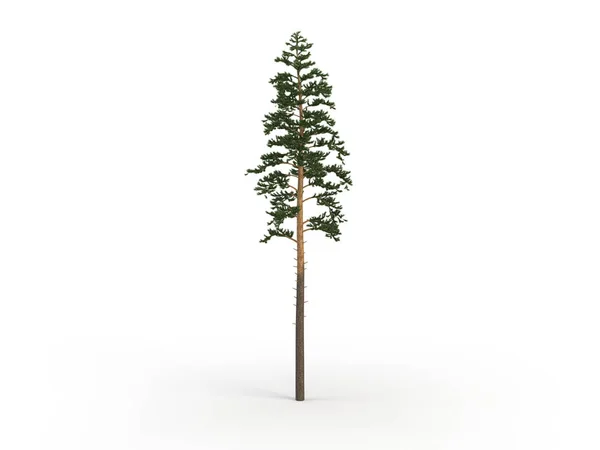 Pine — Stock Photo, Image