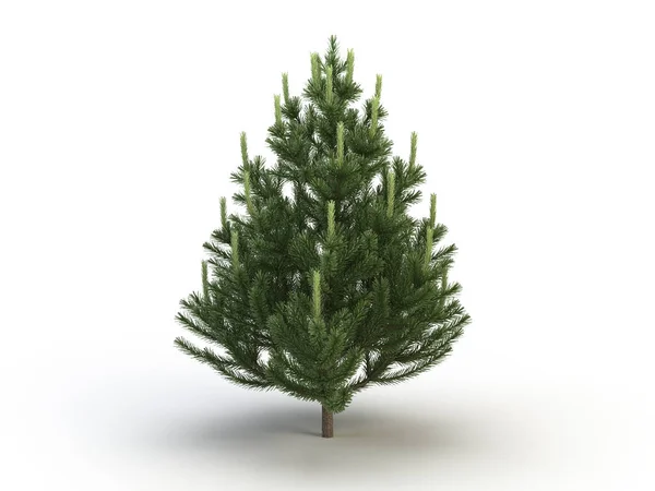 Fir — Stock Photo, Image