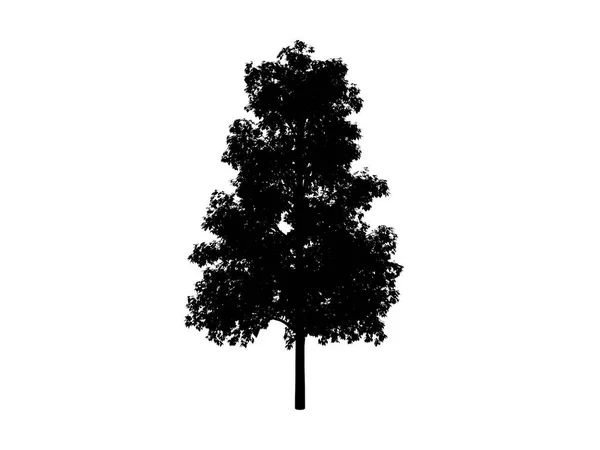 Árvore de contorno comum Imagens Royalty-Free